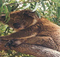 Mikkira Station - 2032 Olympic Games