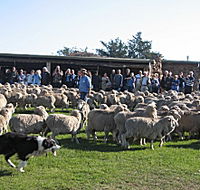 Curringa Farm - Accommodation and Farm Tours - 2032 Olympic Games