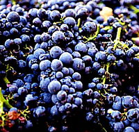 Laurel Bank Vineyard - 2032 Olympic Games