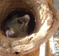 Mulga Sanctuary and Wildlife Park - 2032 Olympic Games