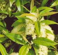 Tumbeela Native Bushfoods - 2032 Olympic Games