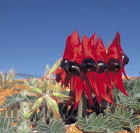 Alan Mclellan Lookout - 2032 Olympic Games