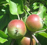 Sage Cooking School - 2032 Olympic Games