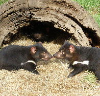 Wing's Wildlife Park - 2032 Olympic Games