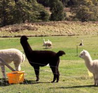 Maydena Country Cabins Accommodation  Alpaca Stud - 2032 Olympic Games