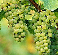 TP Vineyards - 2032 Olympic Games