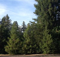 Pialligo Redwood Forest - 2032 Olympic Games