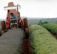 Bridestowe Lavender Farm - 2032 Olympic Games
