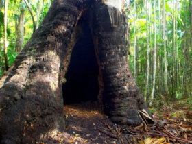 Tewantin National Park - 2032 Olympic Games 0