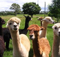 Banyandah Alpacas - 2032 Olympic Games