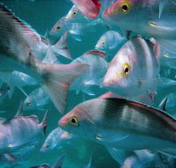 Wolf Rock Dive Site - 2032 Olympic Games