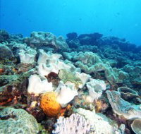 Mudjimba Old Woman Island Dive Site - 2032 Olympic Games