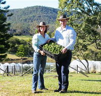 Hinterland Feijoas - 2032 Olympic Games