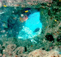 Michaelmas Cay Dive Site - 2032 Olympic Games