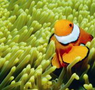 Thetford Reef Dive Site - 2032 Olympic Games