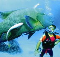 Cod Hole Dive Site - 2032 Olympic Games