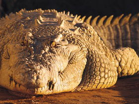 Koorana Crocodile Farm - 2032 Olympic Games 0