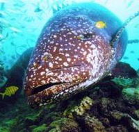 Lady Musgrave Island Dive Sites - 2032 Olympic Games
