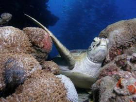 Lady Elliot Island QLD 2032 Olympic Games