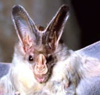 Mount Etna Caves National Park - 2032 Olympic Games