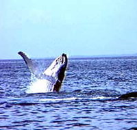 Whale Watching - 2032 Olympic Games