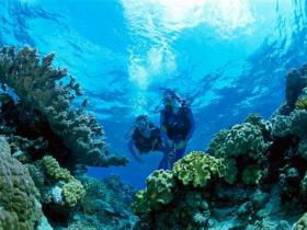 Coral Gardens Dive Site - 2032 Olympic Games 0