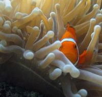 Flat Rock Dive Site - 2032 Olympic Games