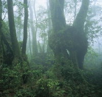West Canungra Creek Circuit - 2032 Olympic Games