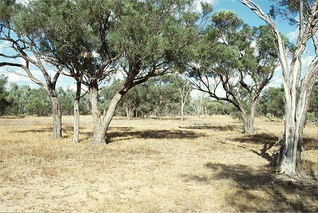Forest Den National Park - 2032 Olympic Games 0