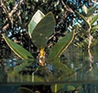 Jawbone Marine Sanctuary - 2032 Olympic Games