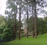 Mount Dandenong Arboretum - 2032 Olympic Games