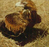 Long Forest Nature Conservation Reserve - 2032 Olympic Games