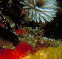 Point Cooke Marine Sanctuary - 2032 Olympic Games