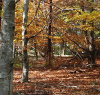 RJ Hamer Arboretum - 2032 Olympic Games