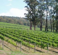 Piedmont Vineyard - 2032 Olympic Games