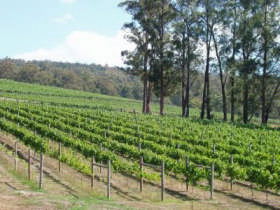 Piedmont Vineyard - 2032 Olympic Games 0