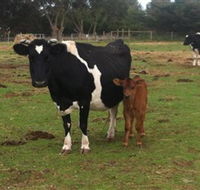 Animal Land Children's Farm - 2032 Olympic Games