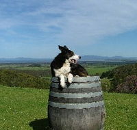 Windy Ridge Vineyard and Winery - 2032 Olympic Games
