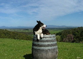 Windy Ridge Vineyard And Winery - 2032 Olympic Games 0