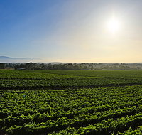 GREENSTONE VINEYARDS - 2032 Olympic Games