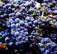 Nandroya Vineyard - 2032 Olympic Games