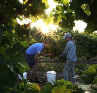 Oakdene Vineyards Restaurant and Cellar Door - 2032 Olympic Games