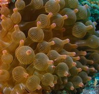 Coral Gardens Dive Site Mooloolaba - 2032 Olympic Games