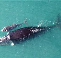 Fazshot Photography - 2032 Olympic Games