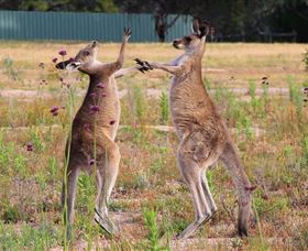 Inland Waters Holiday Parks Wyangala Waters - 2032 Olympic Games 2