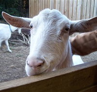 Drysdale Cheeses - 2032 Olympic Games