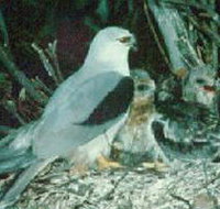 Bushy Park Wetlands - 2032 Olympic Games