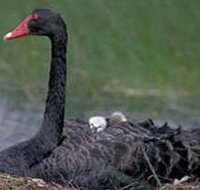 French Island Marine National Park - 2032 Olympic Games