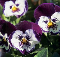 Newtown Park State Rose Garden - 2032 Olympic Games