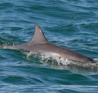 Byron Bay Dolphin Wildlife Tours - 2032 Olympic Games